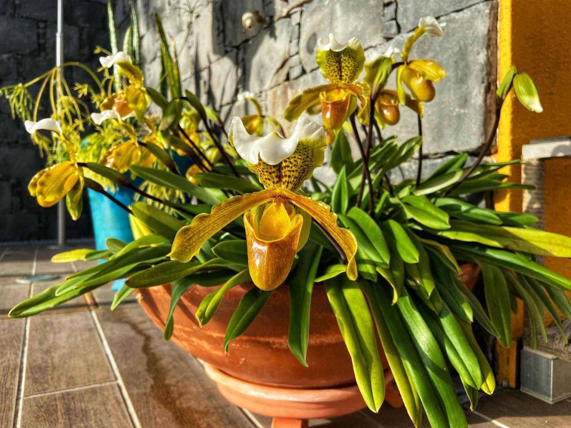 Zeza'S House Βίλα Calheta  Εξωτερικό φωτογραφία